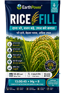 Rice Fill